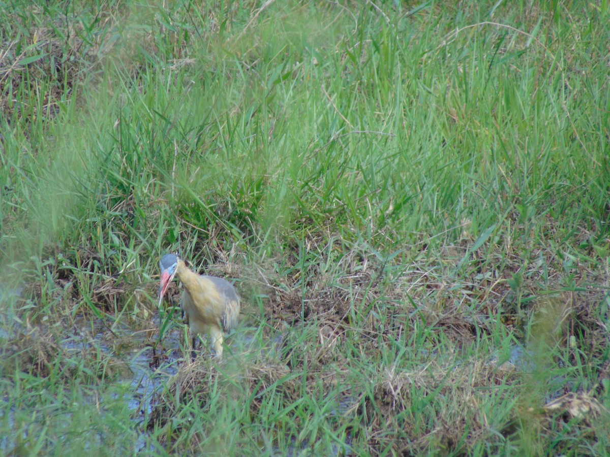 Whistling Heron - Adriana Rojas