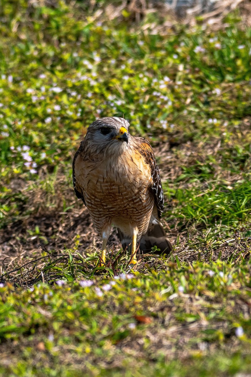 Red-shouldered Hawk - Roger Katzenberg