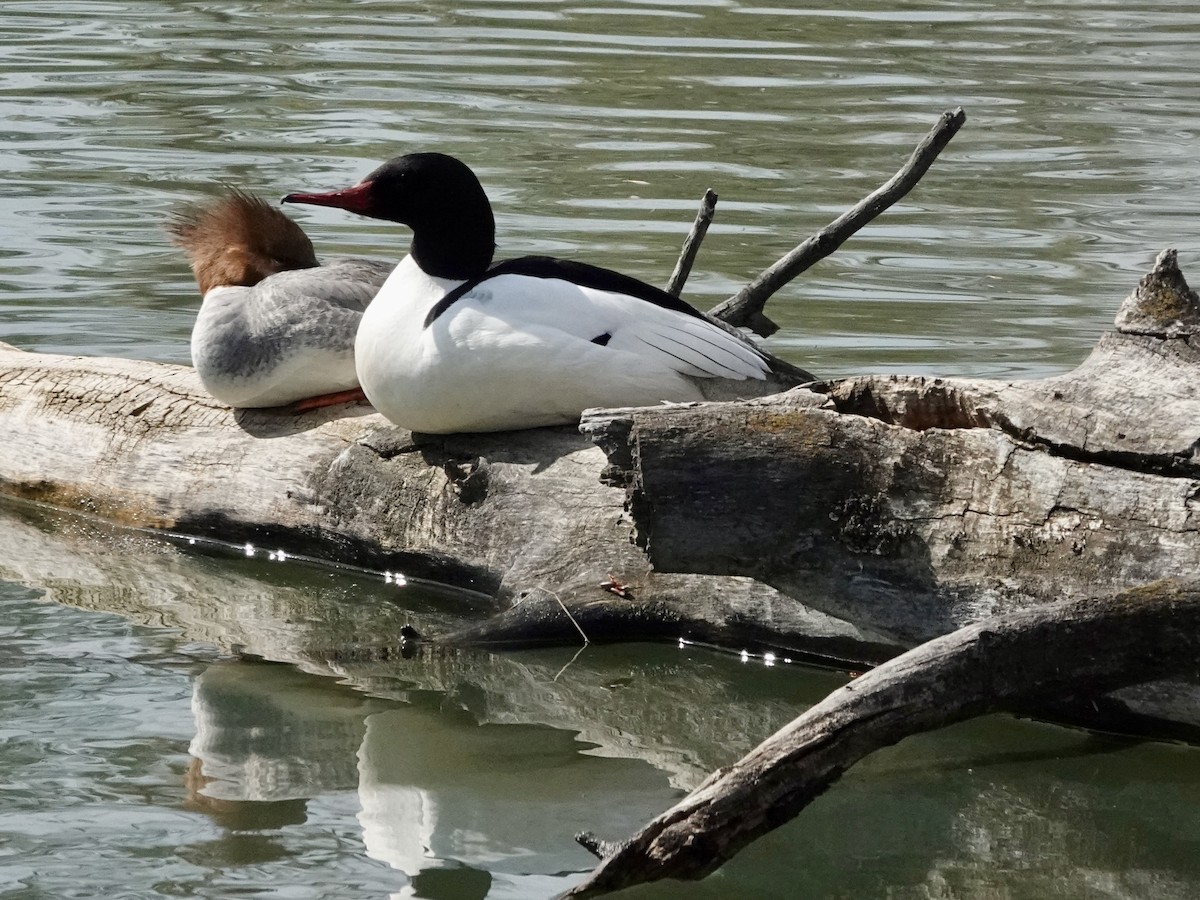 Common Merganser - Walt Beazley