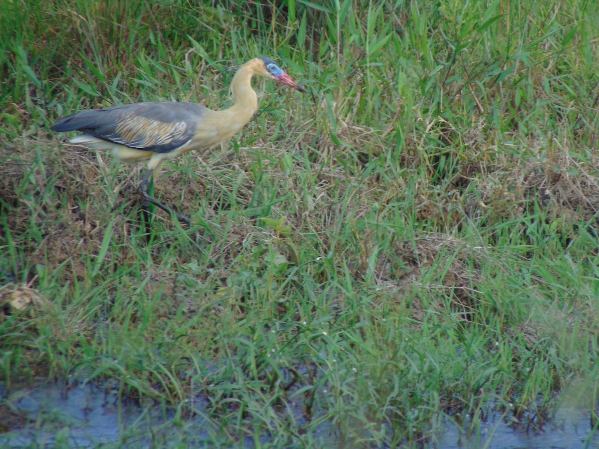 Whistling Heron - ML618907850