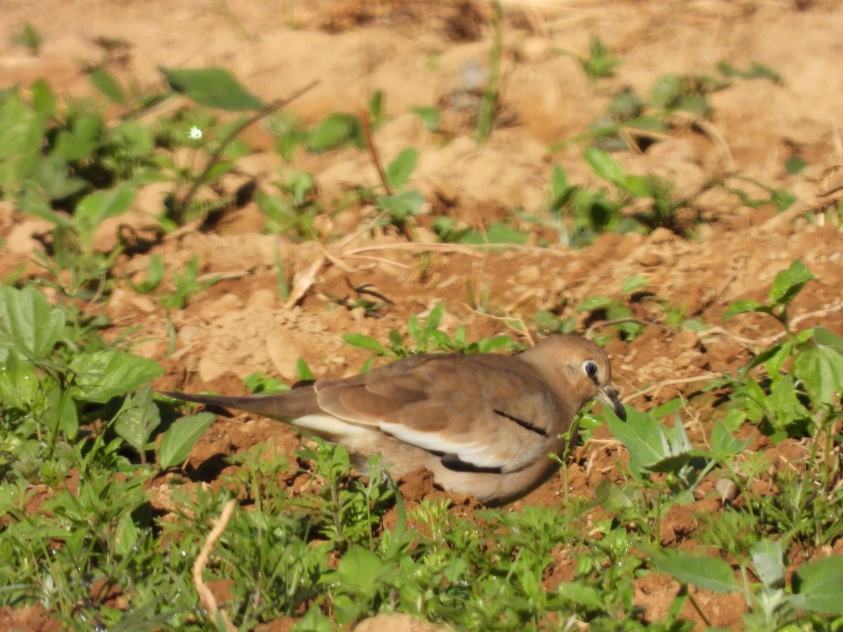 holoubek pikui - ML618907856