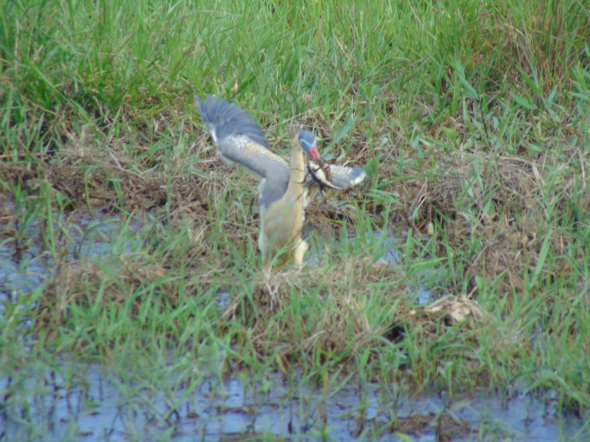 Whistling Heron - ML618907860