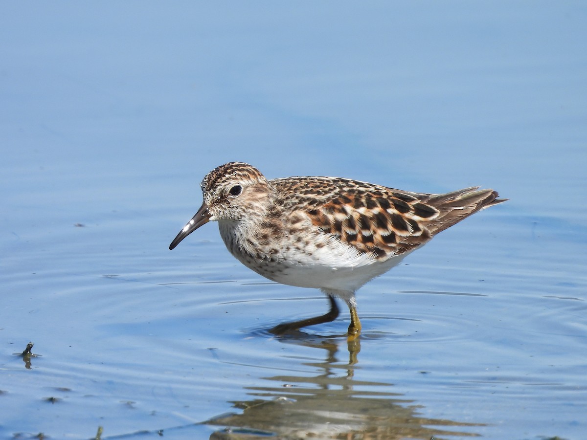 Least Sandpiper - Enrico Konig