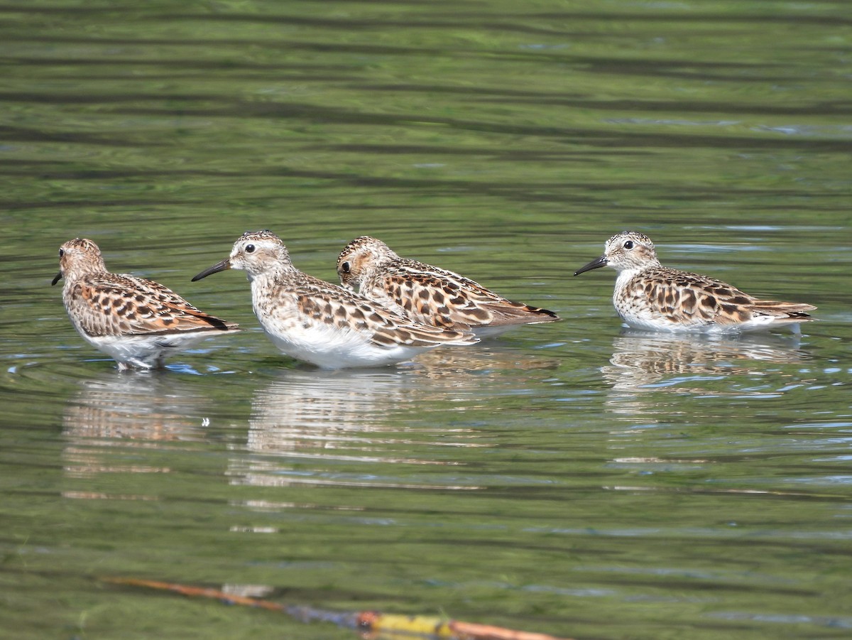 Least Sandpiper - ML618907871