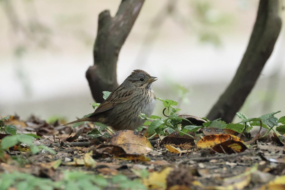 Lincoln's Sparrow - ML618907877