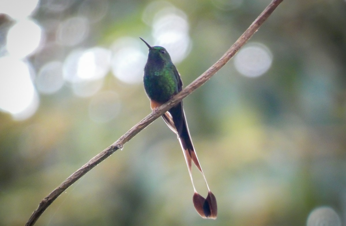 Peruvian Racket-tail - Cristian Abad