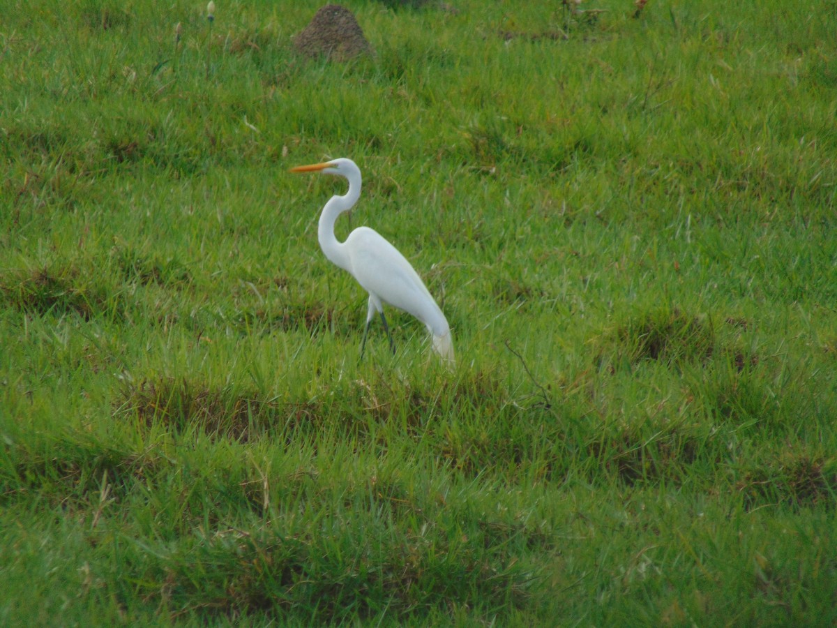 Snowy Egret - ML618907897