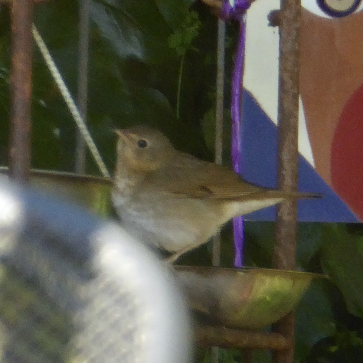 Swainson's Thrush (Russet-backed) - Anonymous