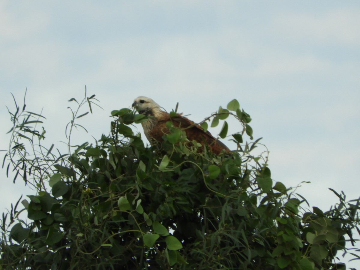 Black-collared Hawk - ML618907901