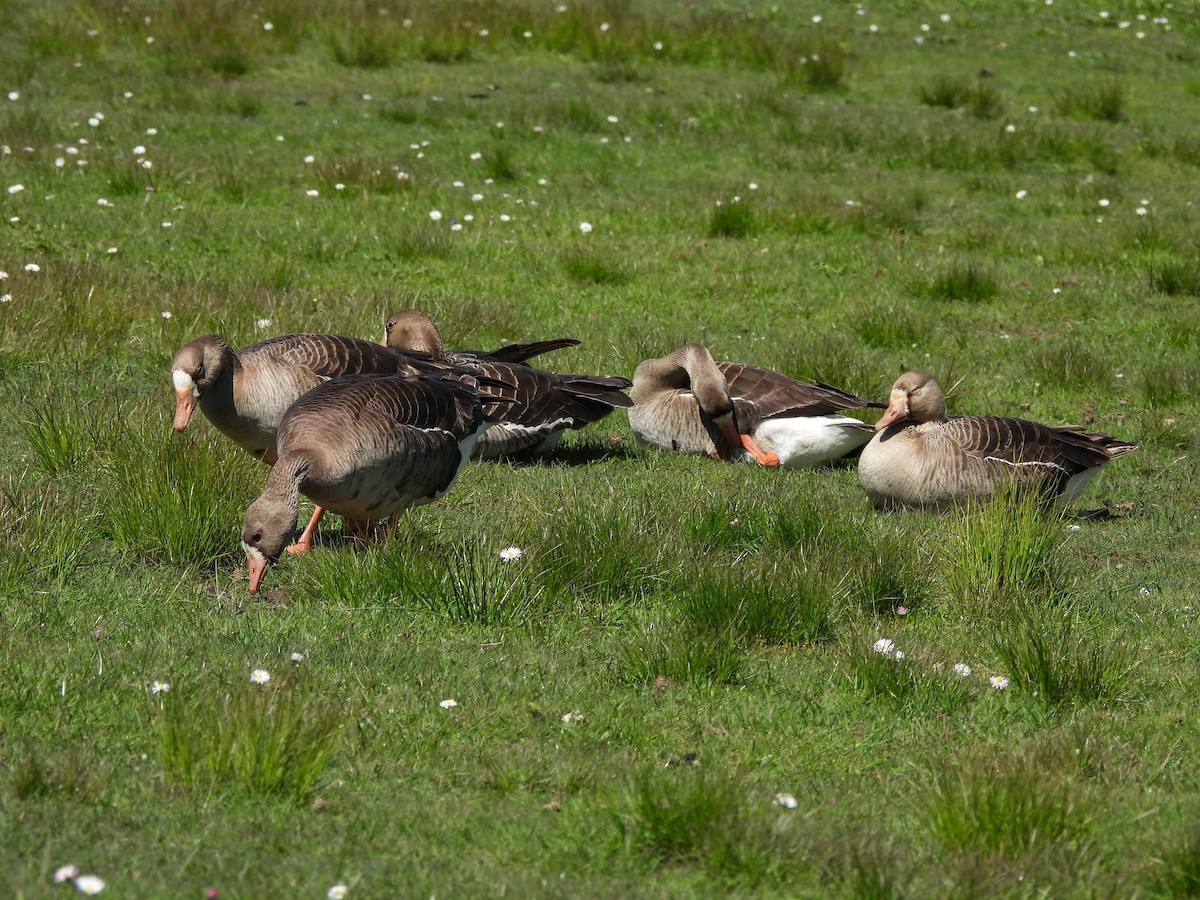 Greater White-fronted Goose - ML618907903