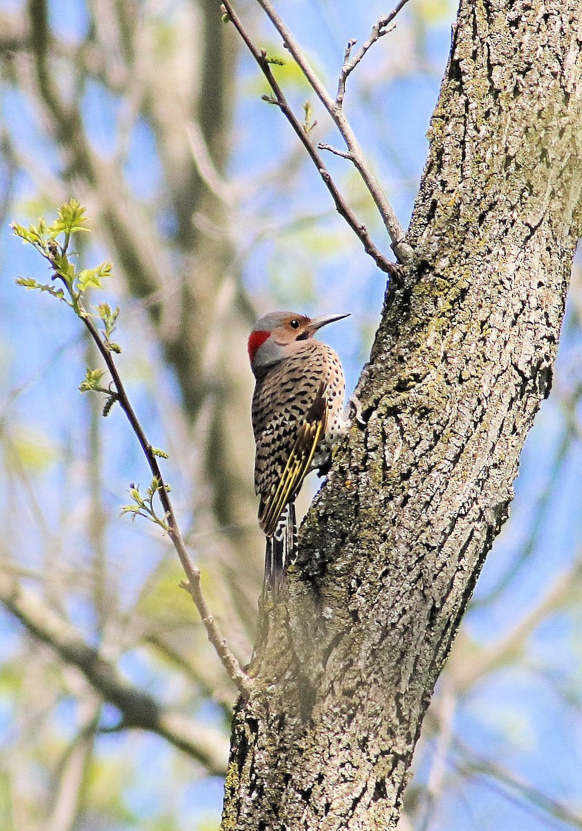 Northern Flicker - John  Cameron