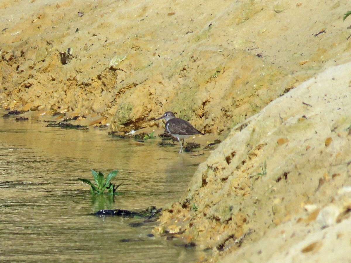 Common Sandpiper - David Campbell