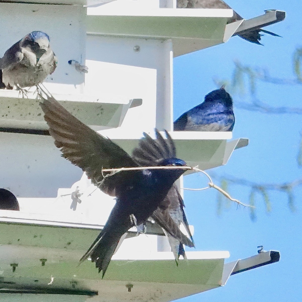 Purple Martin - Denis Houle