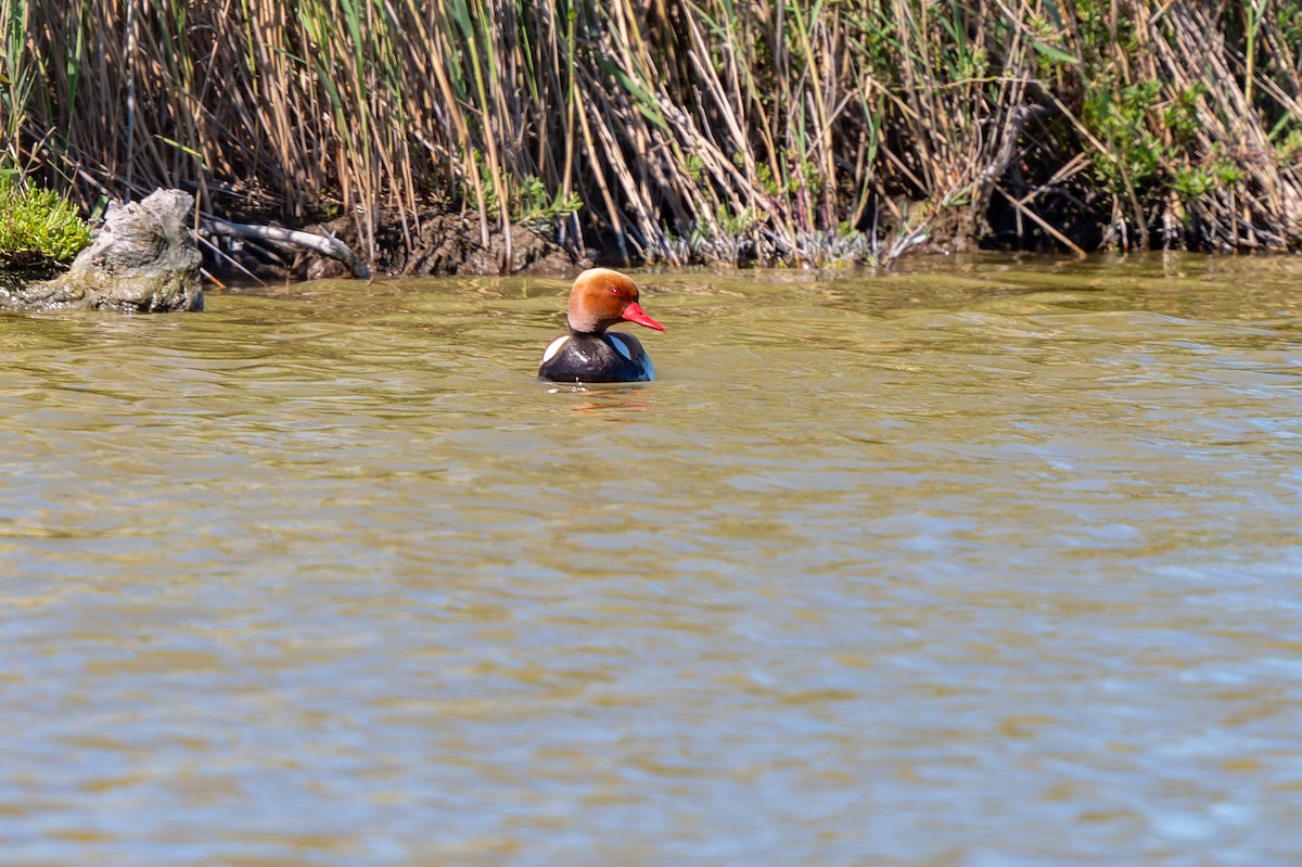 Red-crested Pochard - ML618907919