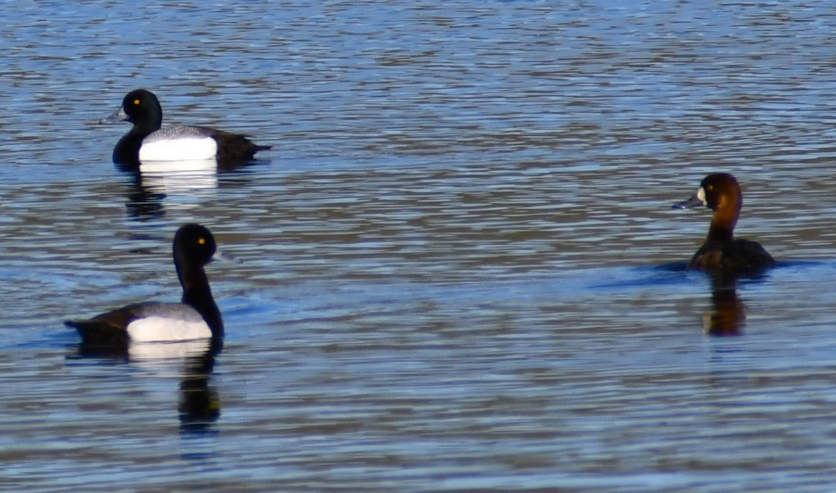 Lesser Scaup - ML618907933