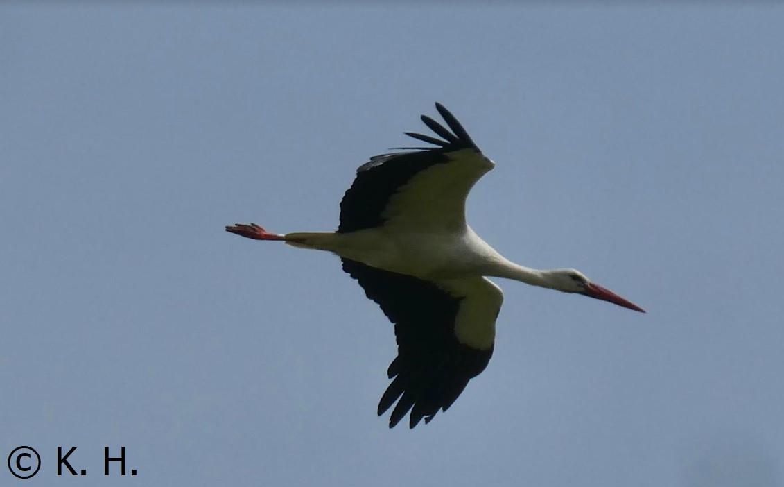 White Stork - Da Lo
