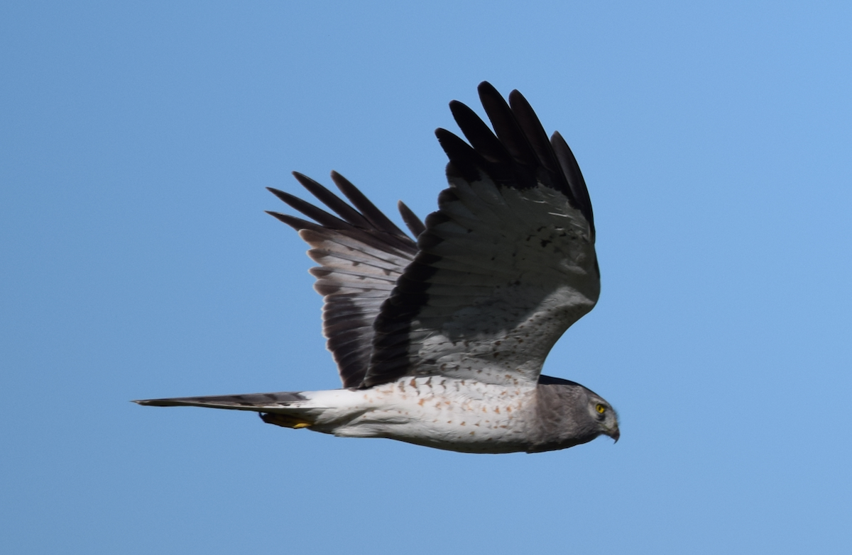 Northern Harrier - Annie Beckstrand