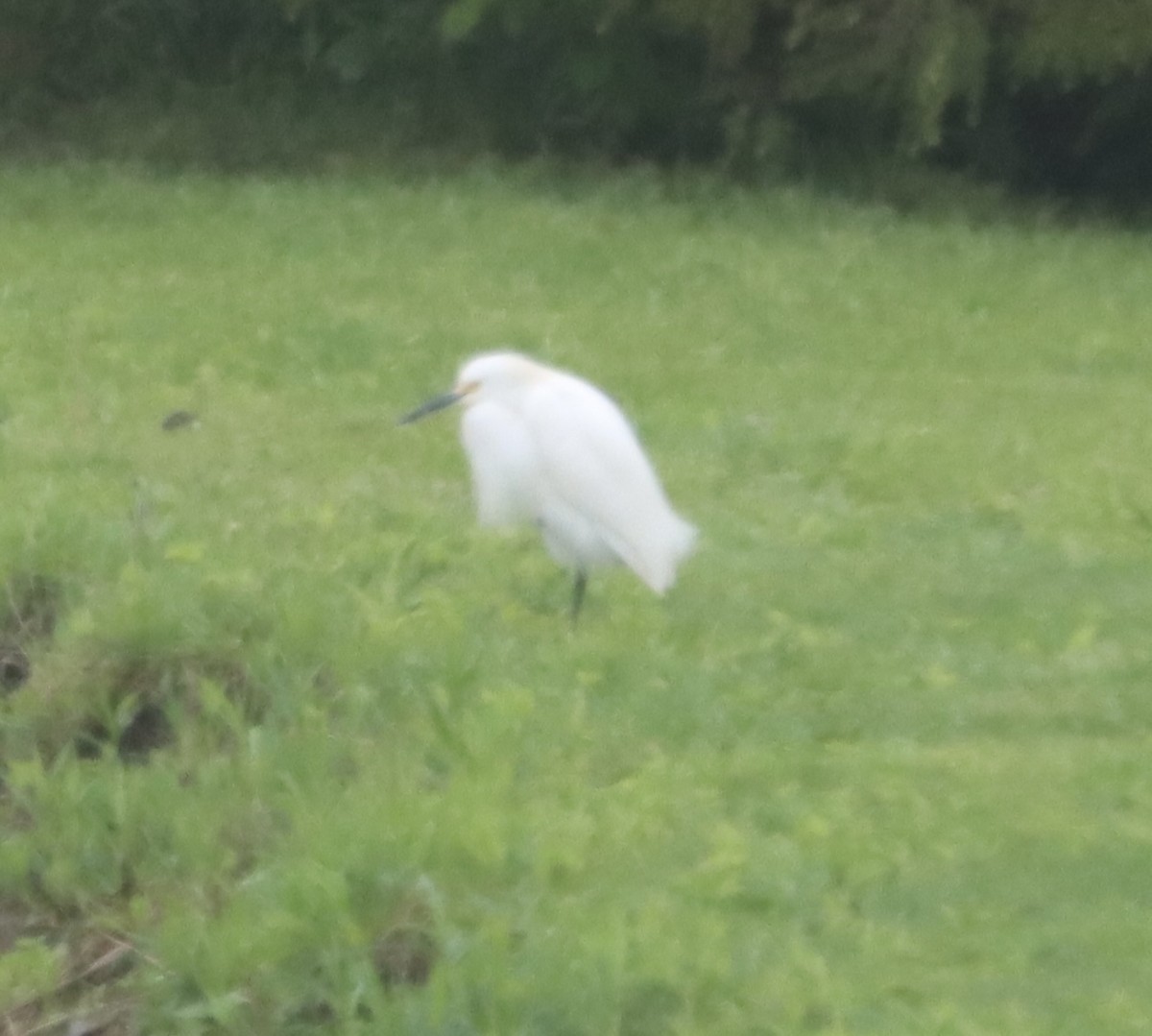 Snowy Egret - ML618907947