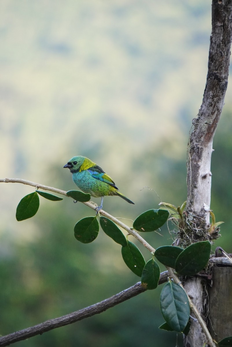 Green-headed Tanager - ML618907953