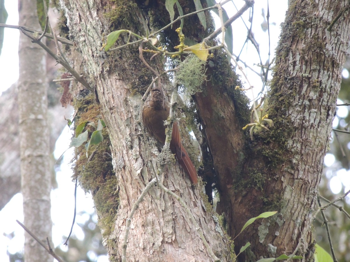 Montane Woodcreeper - Carolina Dávila