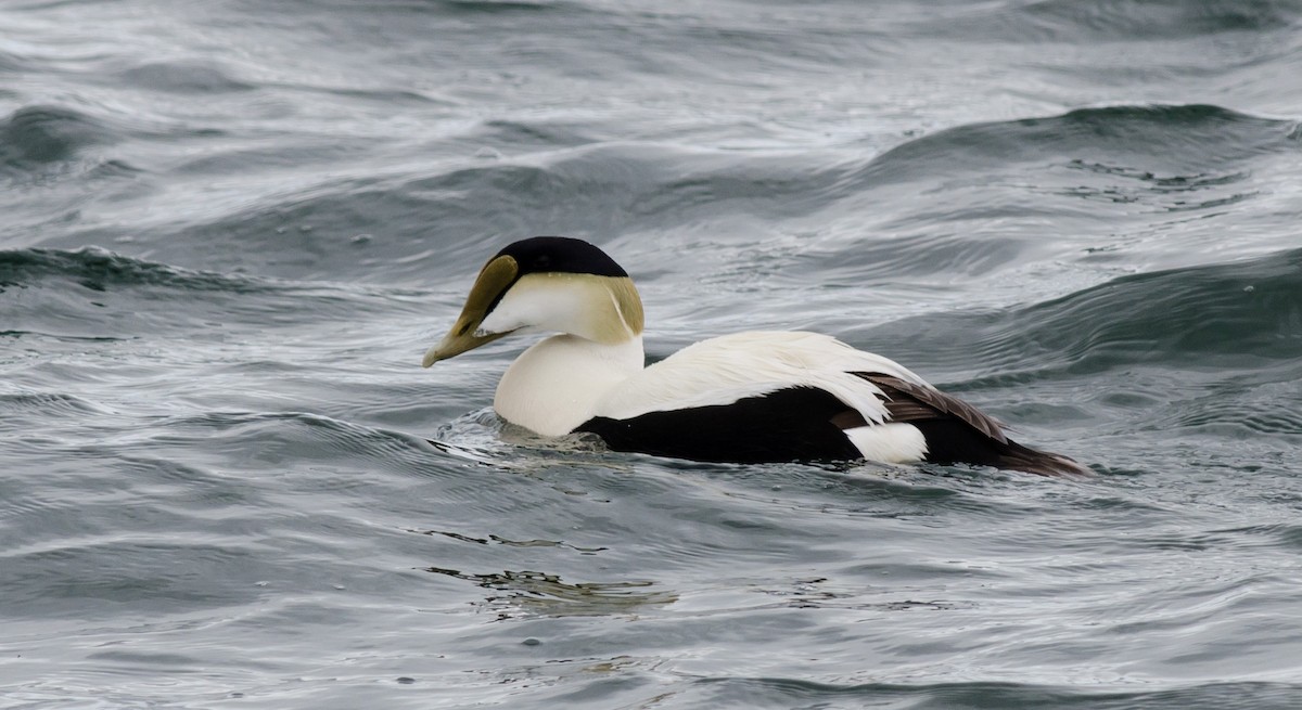 Common Eider - Alix d'Entremont