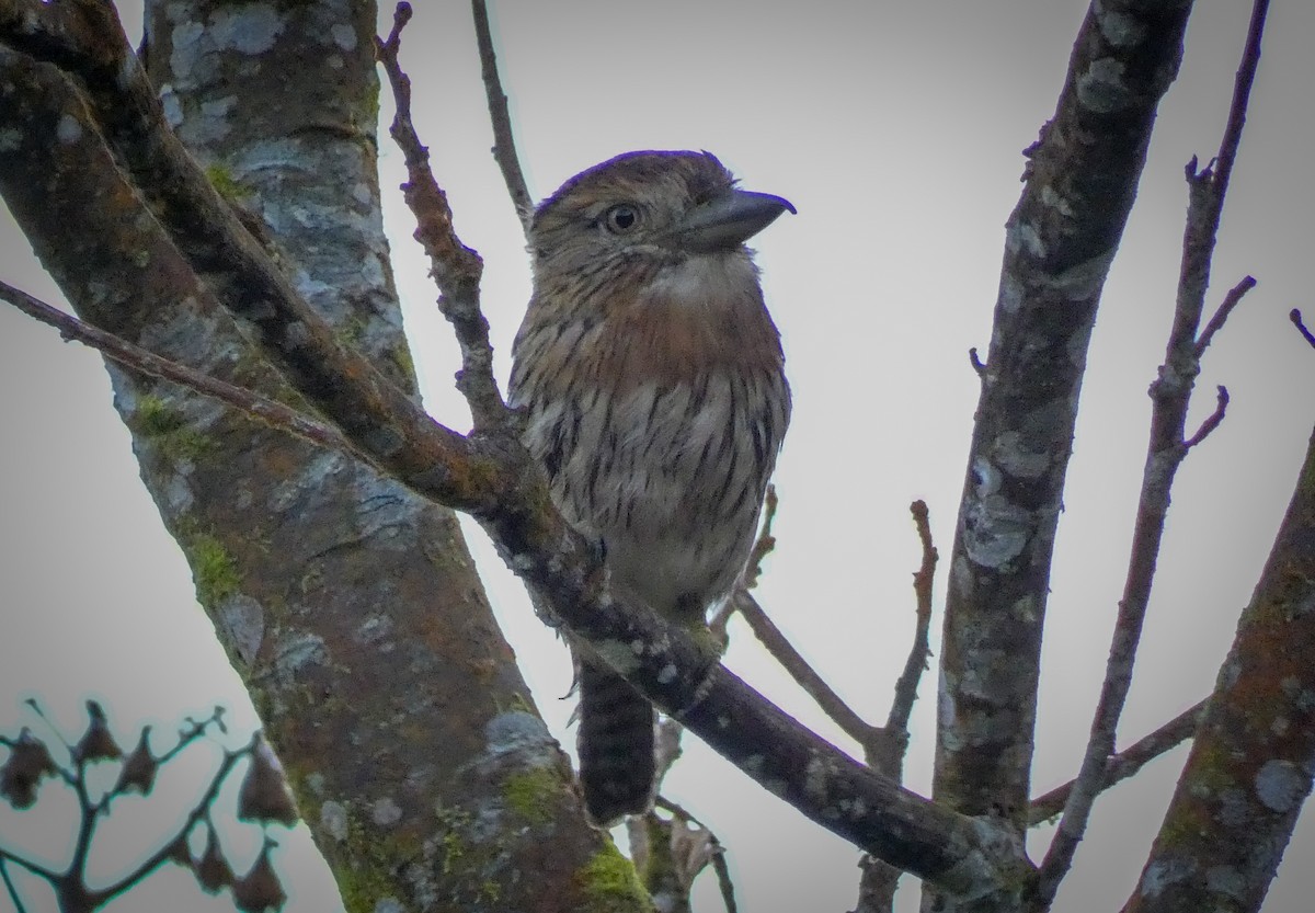 Western Striolated-Puffbird - Cristian Abad