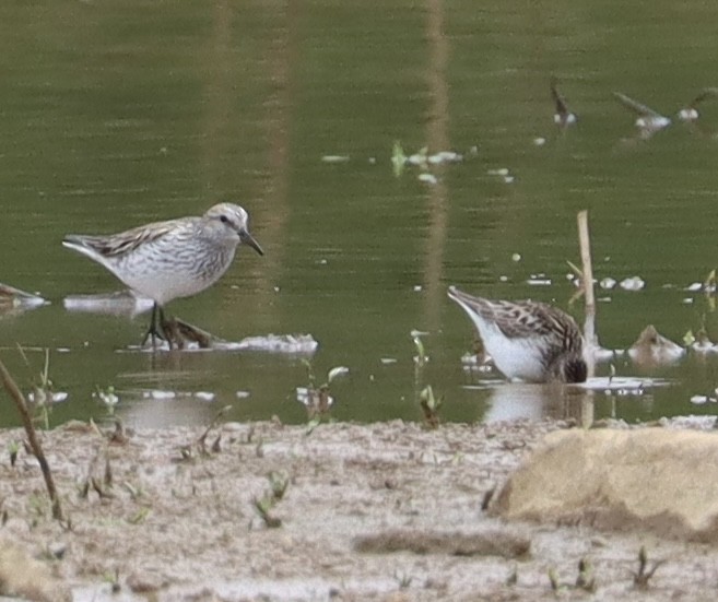 White-rumped Sandpiper - Jeff Vinosky