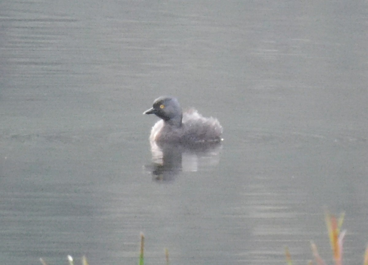 Least Grebe - ML618908011