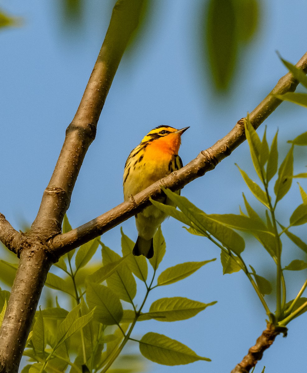 Blackburnian Warbler - David Taliaferro