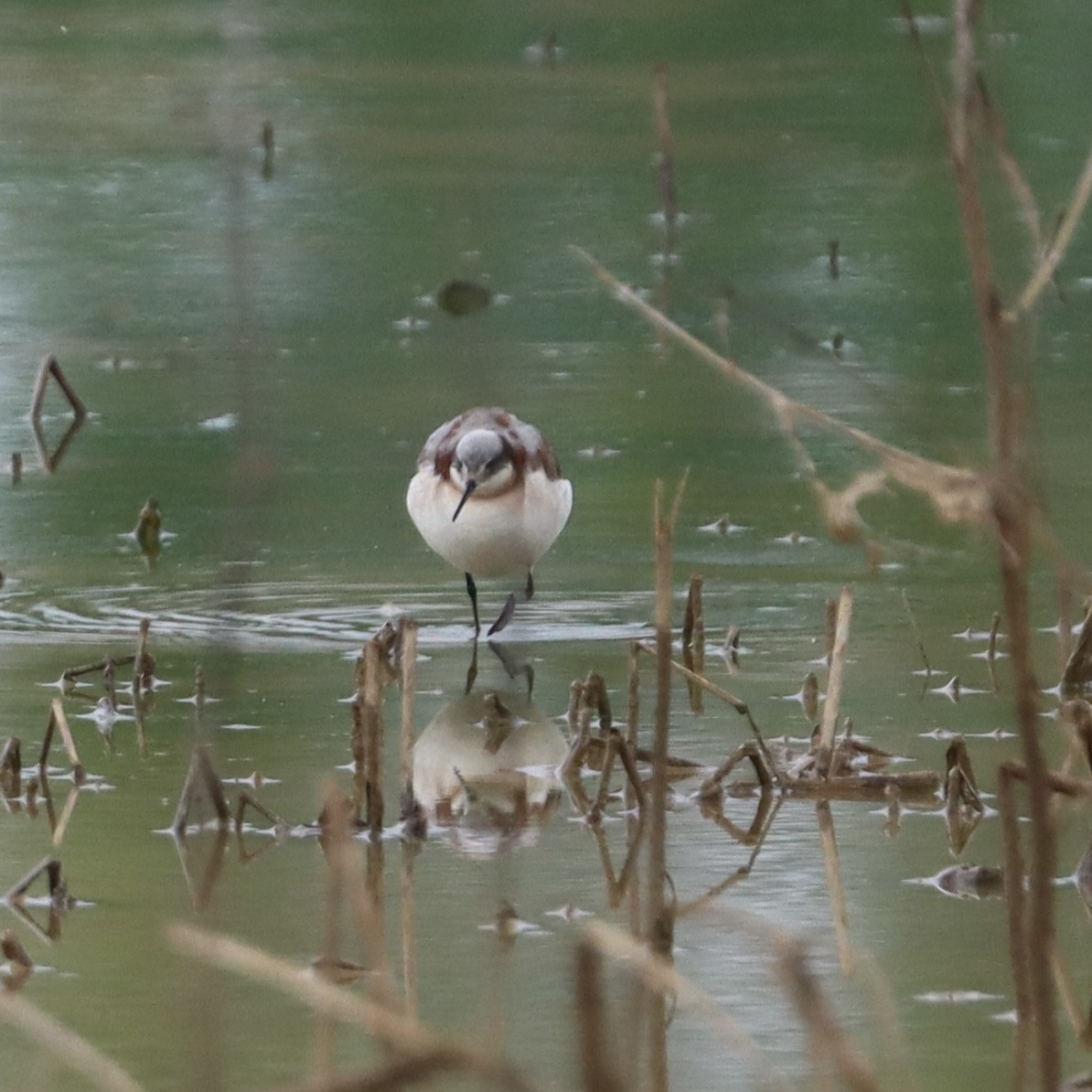 hvithalesvømmesnipe - ML618908025