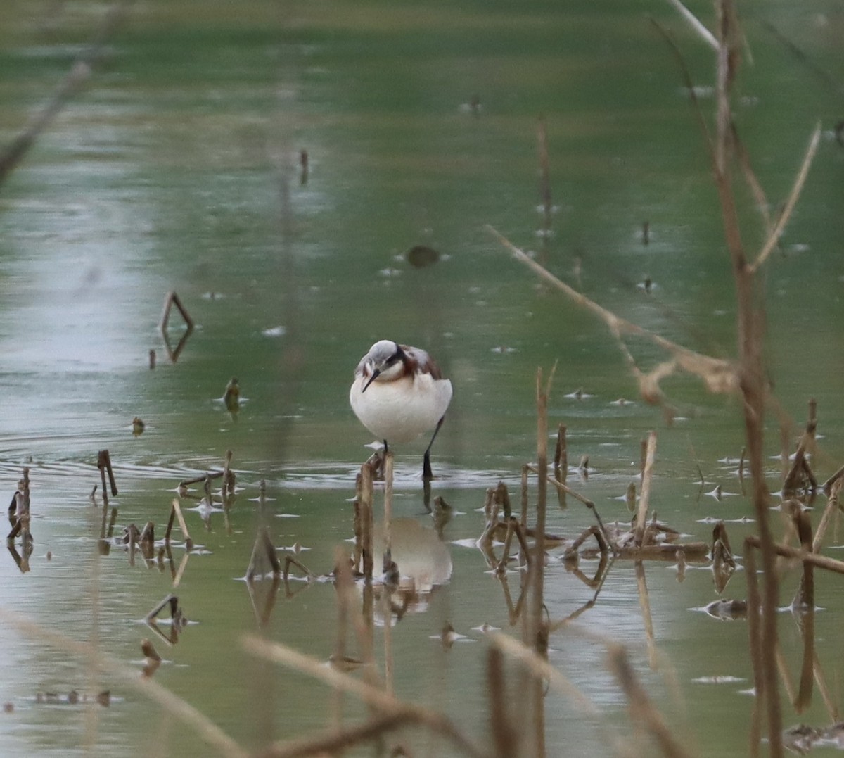 hvithalesvømmesnipe - ML618908026