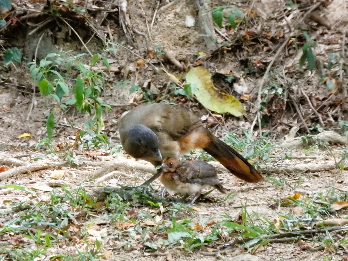 Rufous-vented Chachalaca - Edouard Paiva