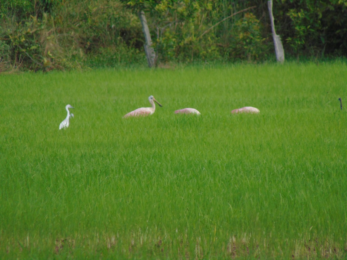 Roseate Spoonbill - ML618908048
