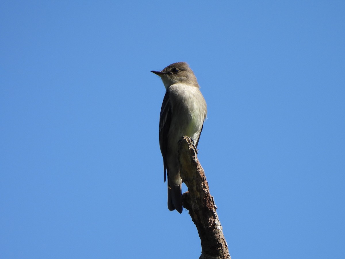 Western Wood-Pewee - ML618908050