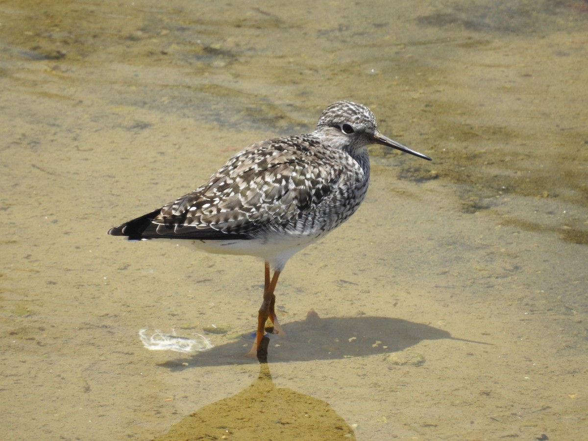 Lesser Yellowlegs - ML618908052