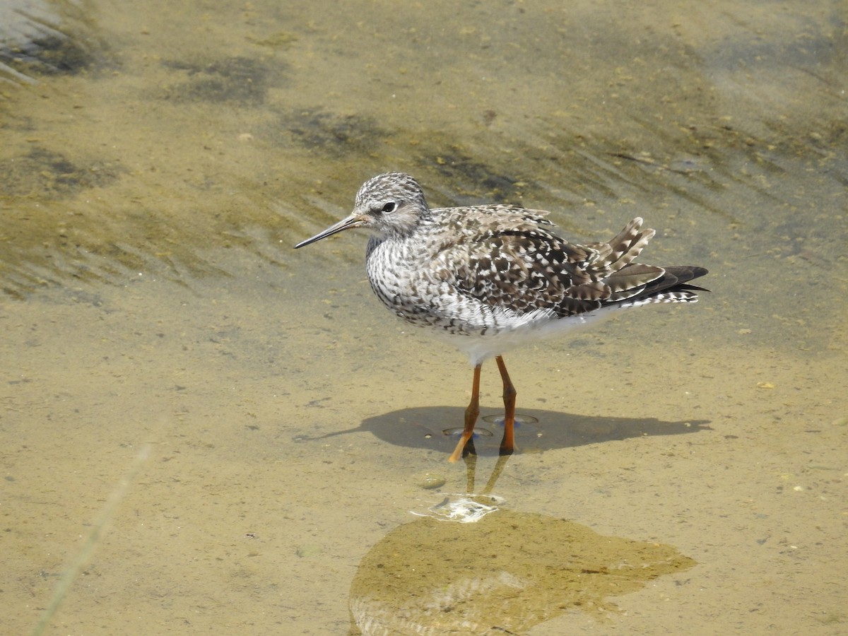 Lesser Yellowlegs - ML618908053