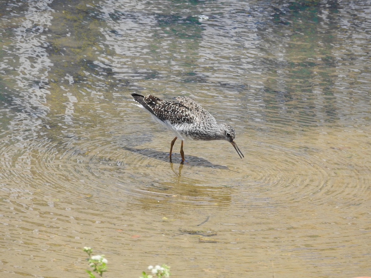 Lesser Yellowlegs - ML618908054