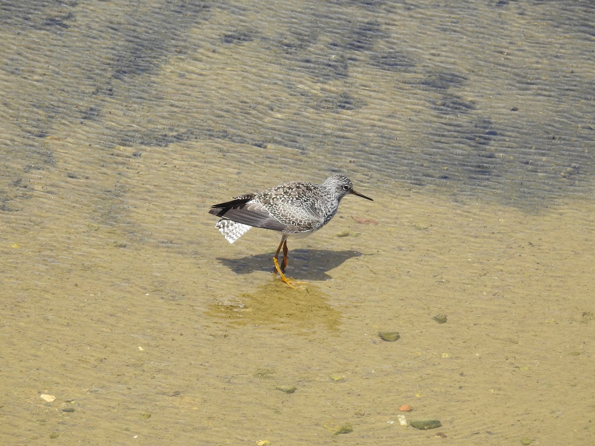 Lesser Yellowlegs - ML618908056