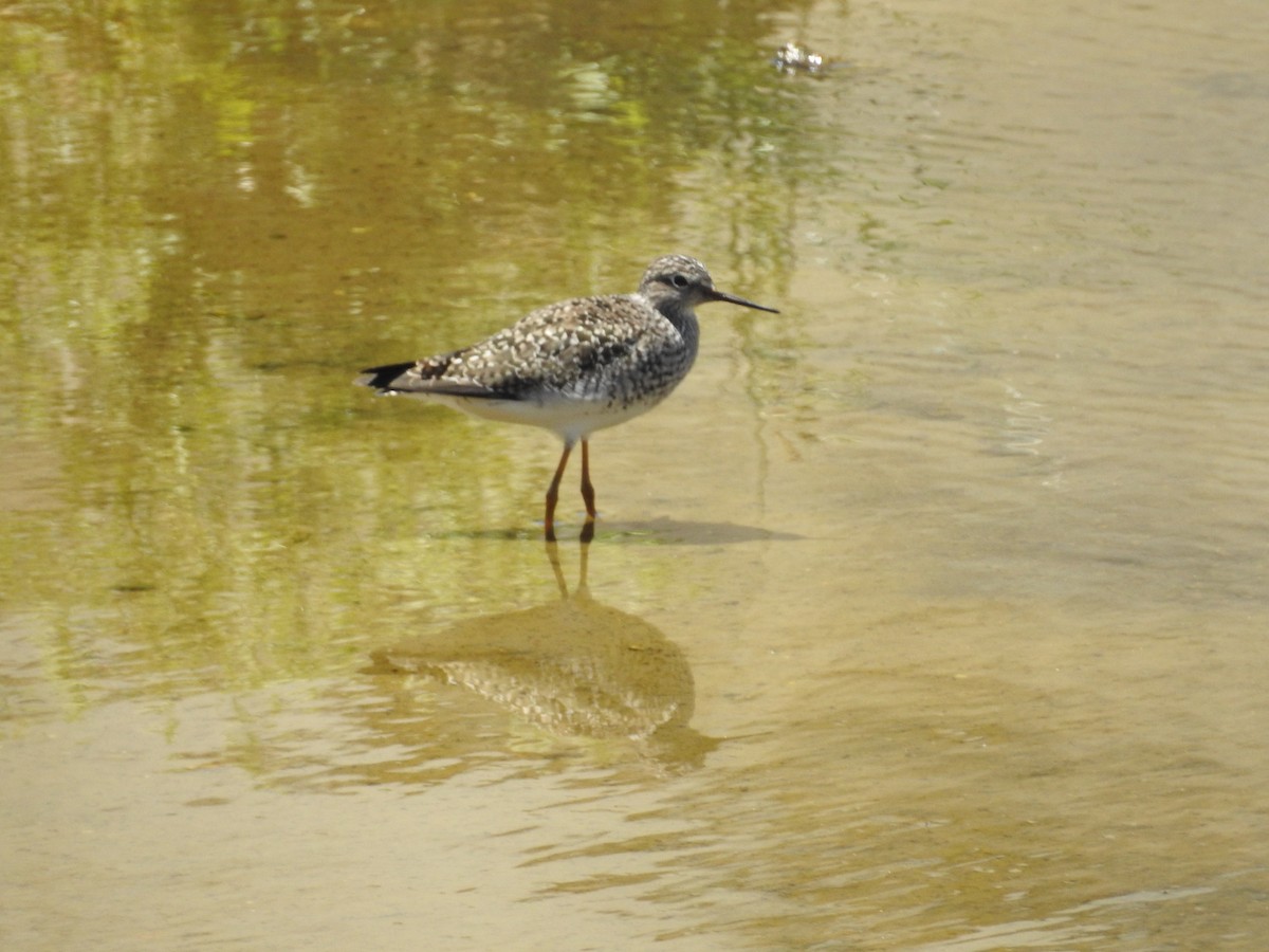 Lesser Yellowlegs - Jose luis Arriaza