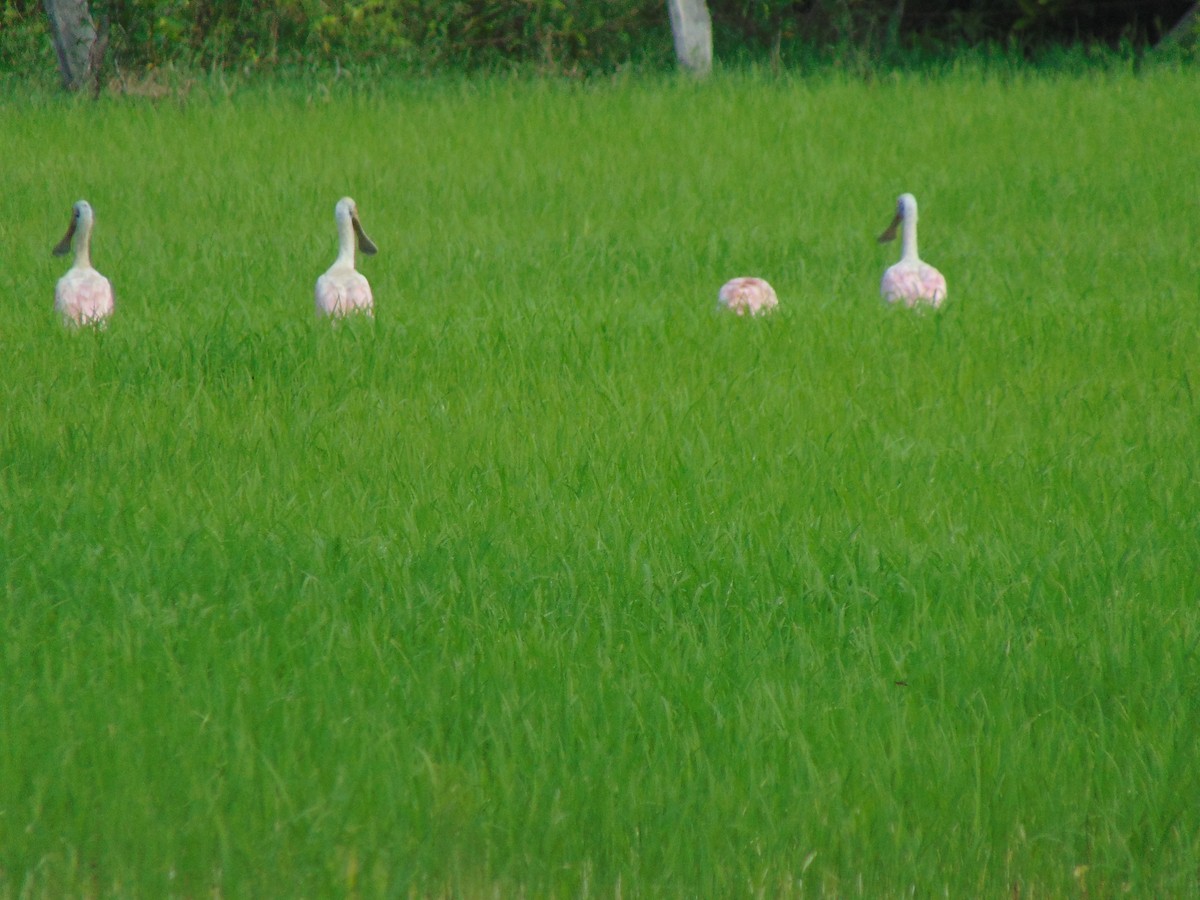 Roseate Spoonbill - ML618908061
