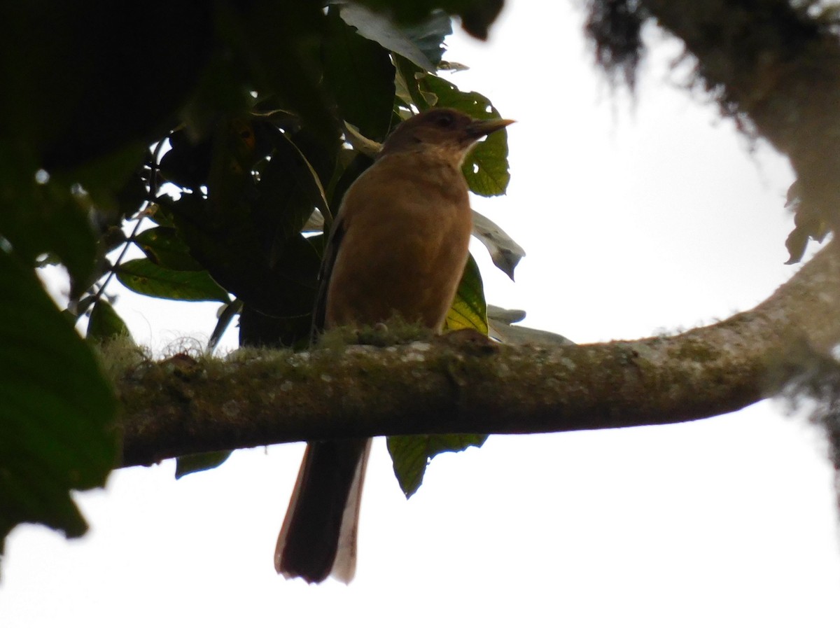 Clay-colored Thrush - ML618908063