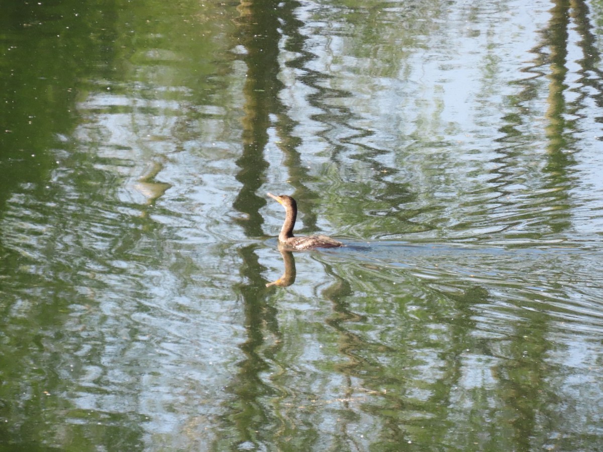 Double-crested Cormorant - ML618908069