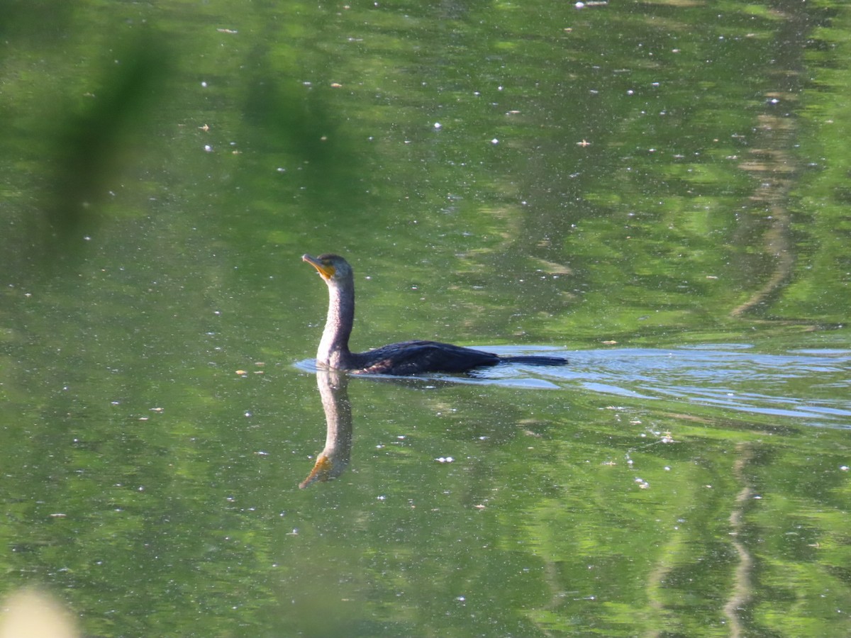 Cormorán Orejudo - ML618908070