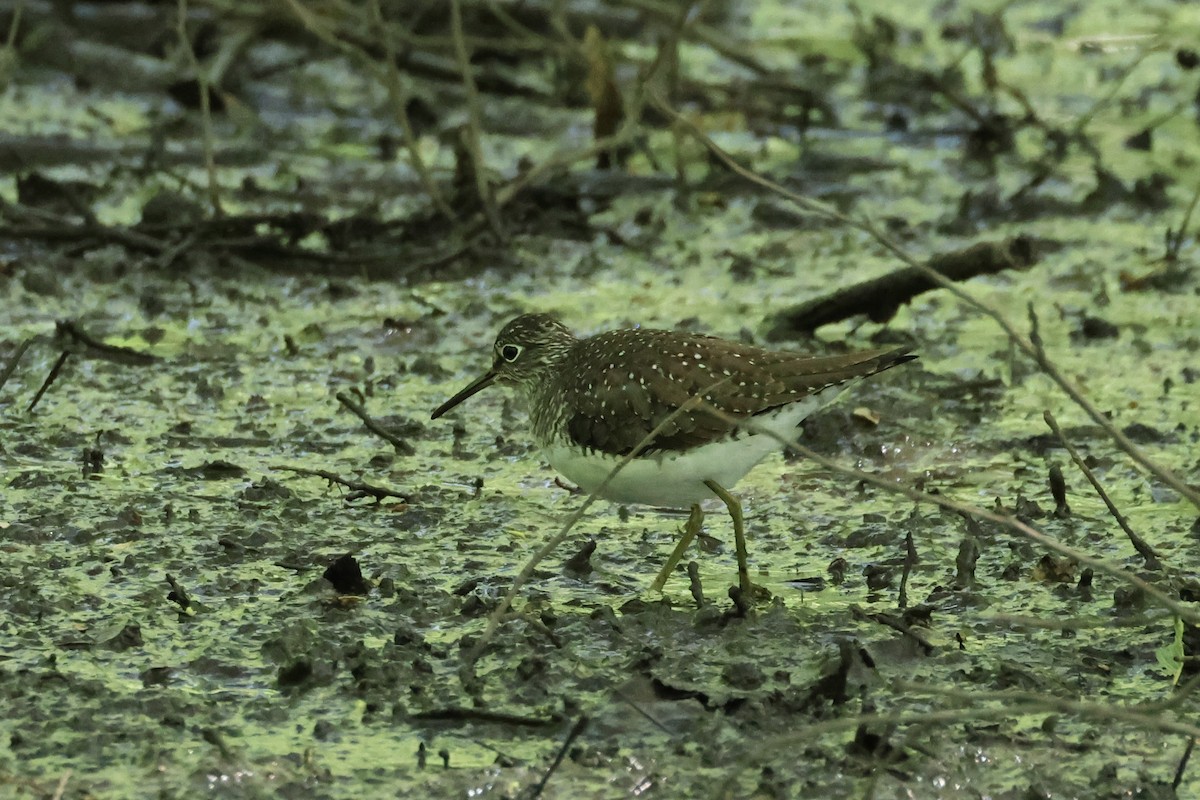 Andarríos Solitario - ML618908072