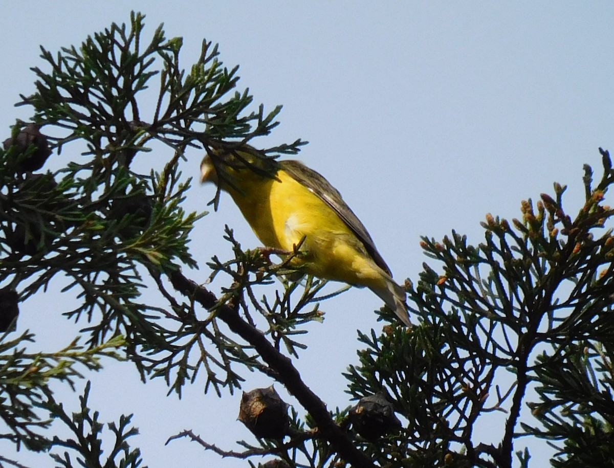 Lesser Goldfinch - ML618908088