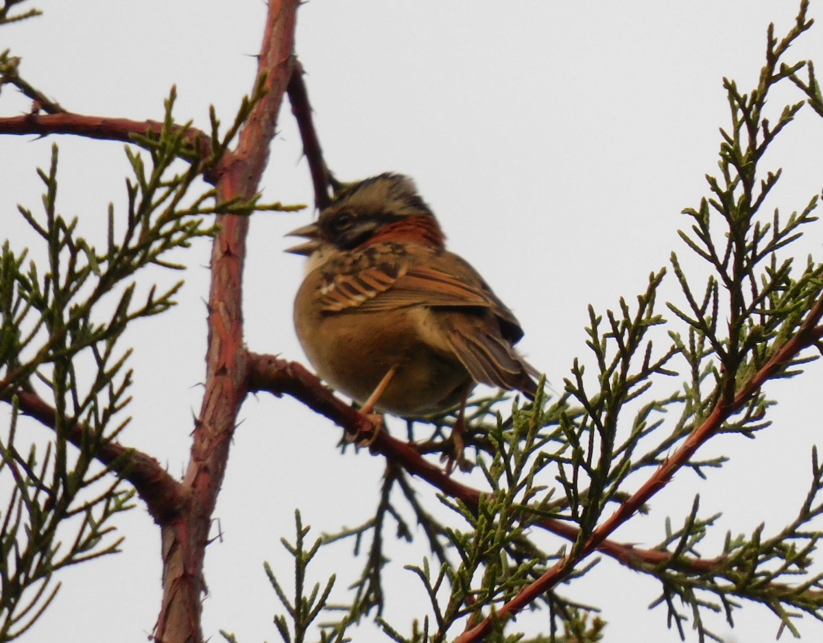 Rufous-collared Sparrow - ML618908098