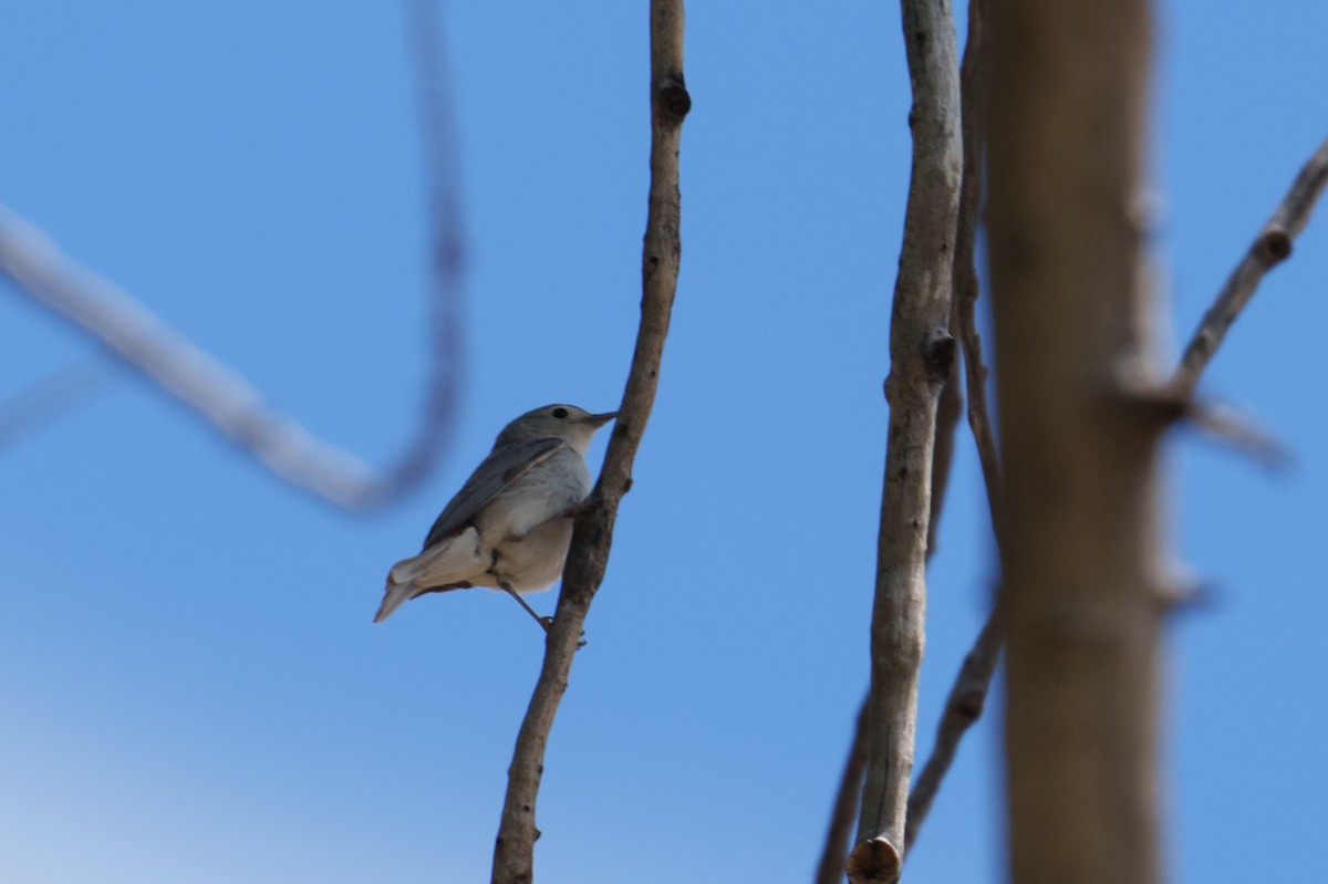 Lucy's Warbler - ML618908099