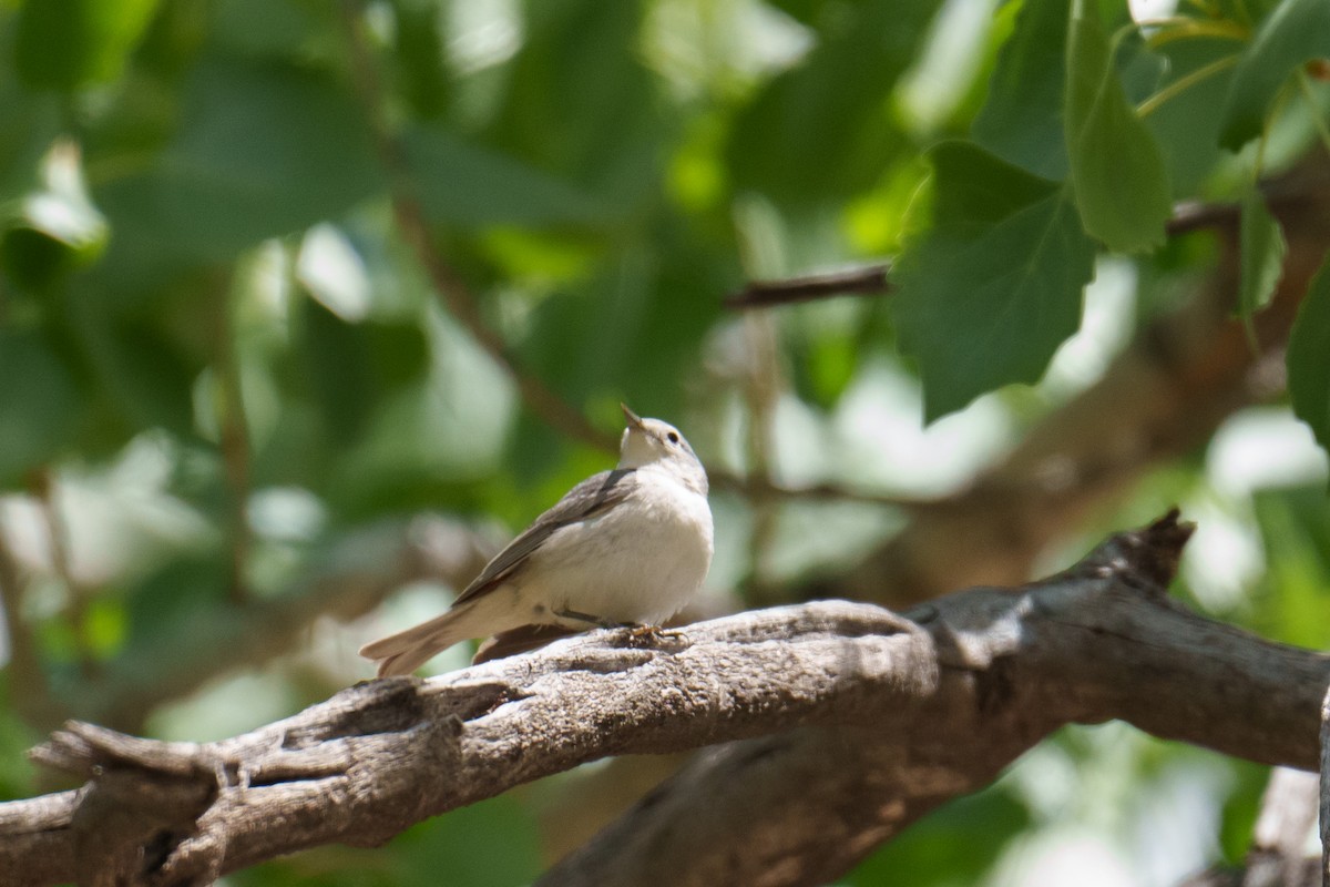 Lucy's Warbler - ML618908102