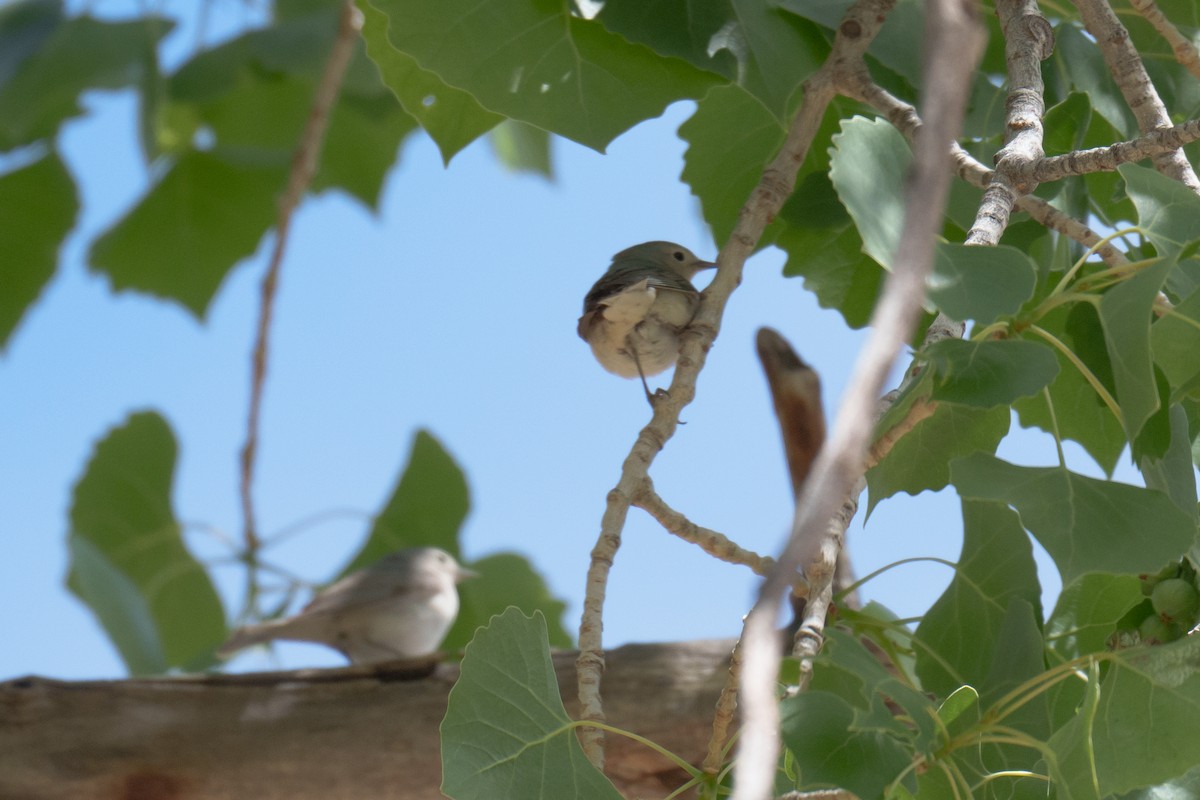 Lucy's Warbler - ML618908104
