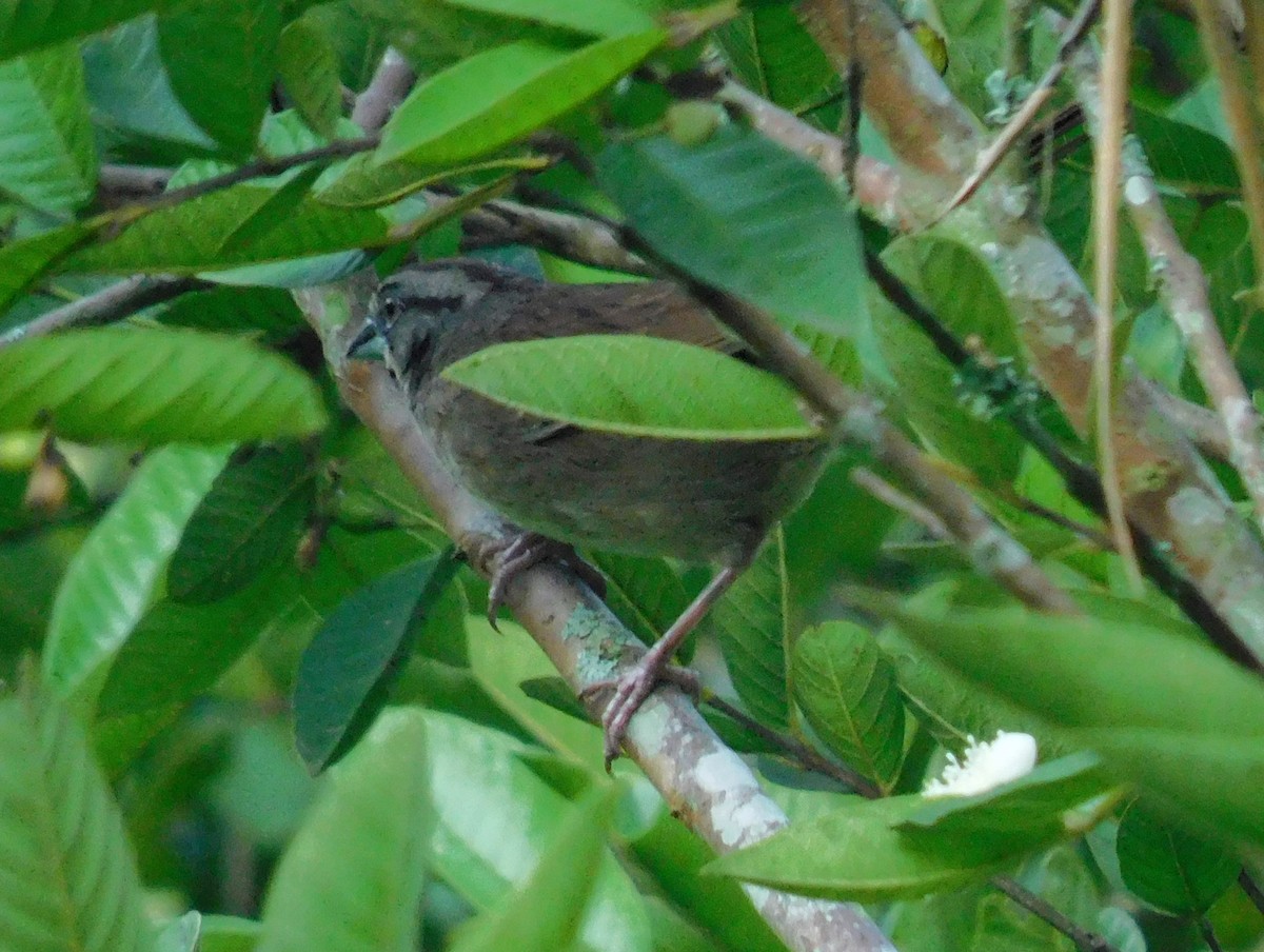 Rusty Sparrow - Luis Manuel Gómez